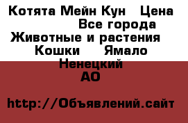 Котята Мейн Кун › Цена ­ 15 000 - Все города Животные и растения » Кошки   . Ямало-Ненецкий АО